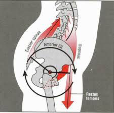 So it's your Psoas: A common hidden cause of lower back pain — ACRO  Physical Therapy & Fitness