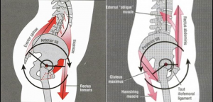 Gluteals and Psoas working together