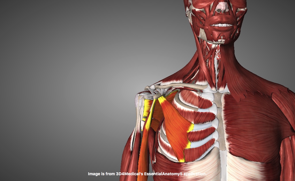 Internal Rotators