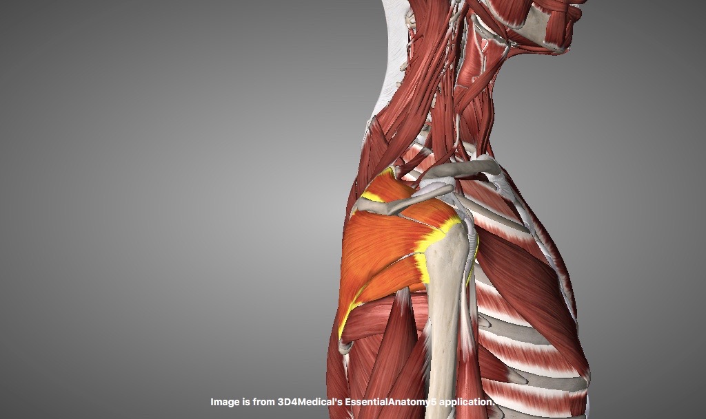 External rotators of shoulder