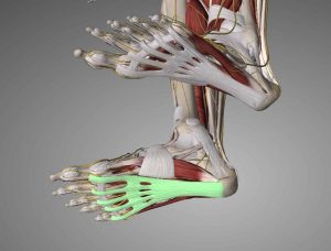 Plantar Fascia